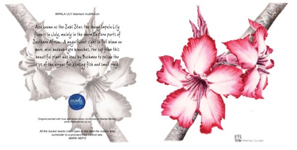 Impala Lily - Art Greeting Card