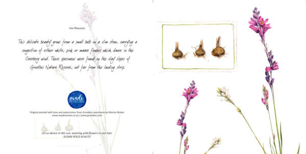 Ixia flexuosa - Art Greeting Card