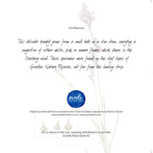 Ixia flexuosa - Art Greeting Card