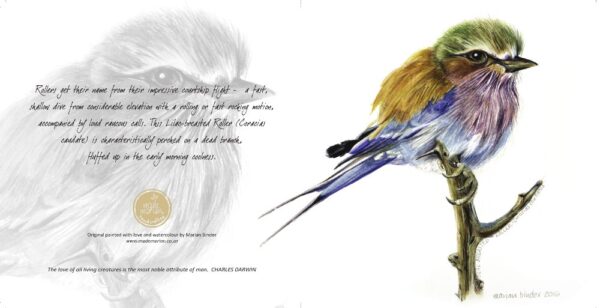 Lilac-breasted Roller - Art Greeting Card