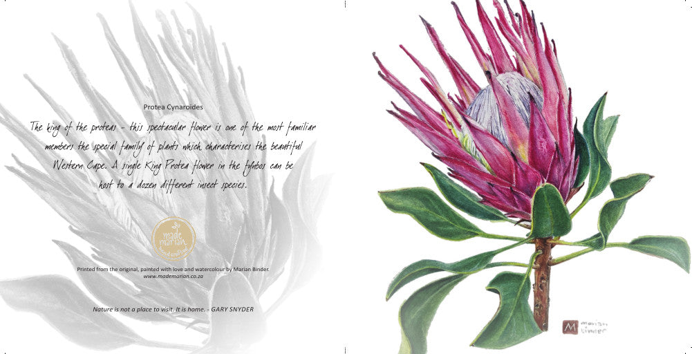 Protea cynaroides - Art Greeting Card