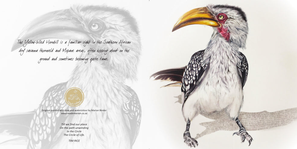 Yellow-billed Hornbill - Art Greeting Card