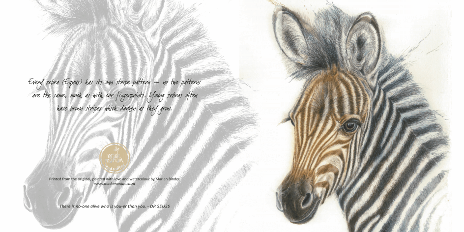 Zebra Foal - Art Greeting Card