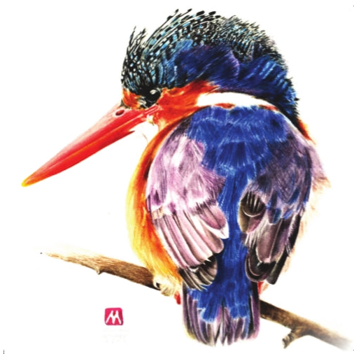 Malachite Kingfisher