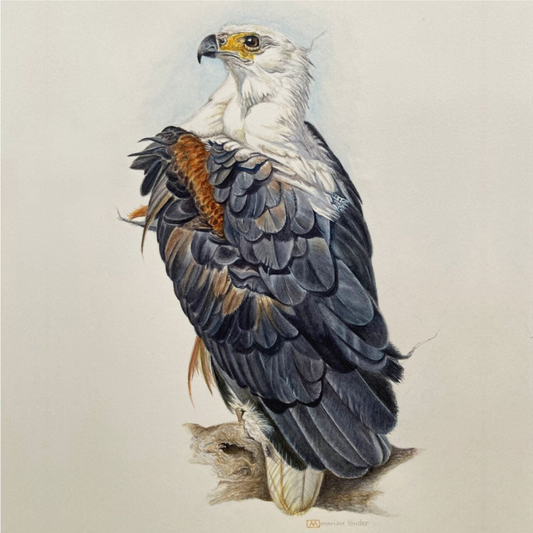 Fish Eagle - Art Greeting Card