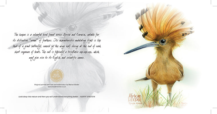 African Hoopoe - Art Greeting Card