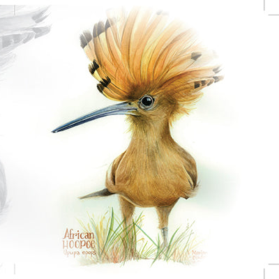 African Hoopoe - Art Greeting Card