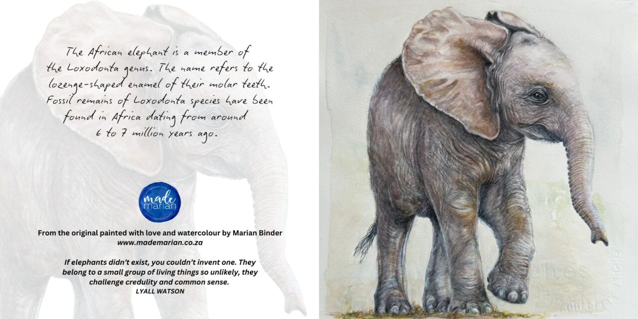 Baby Elephant - Art Greeting Card