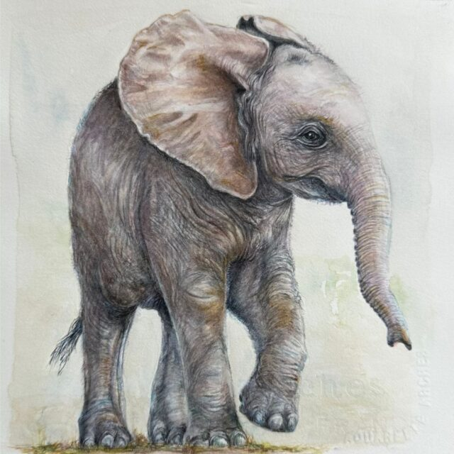 Baby Elephant - Art Greeting Card
