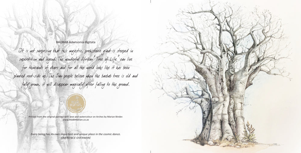 Baobab Tree - Art Greeting Card