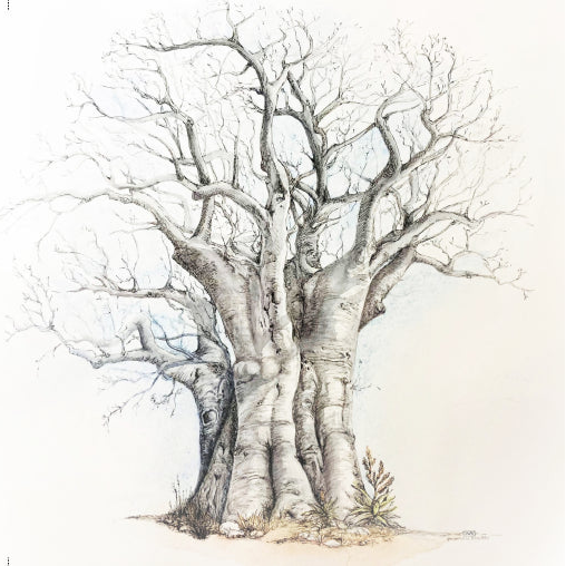 Baobab Tree - Art Greeting Card