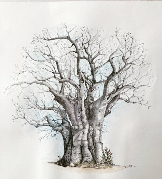 Baobab Tree - Art Greeting Card