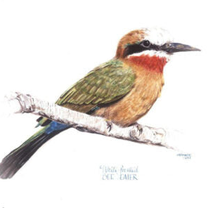 White-fronted Bee-eater - Art Greeting Card