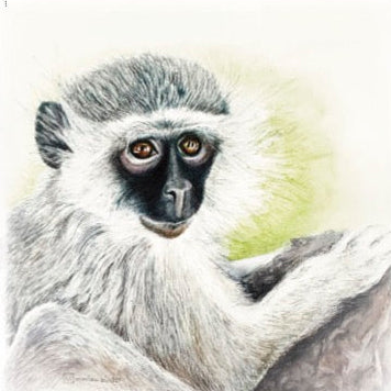 Baby Vervet Monkey - Art Greeting Card