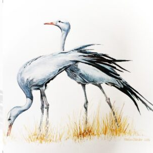 Blue Cranes - Art Greeting Card
