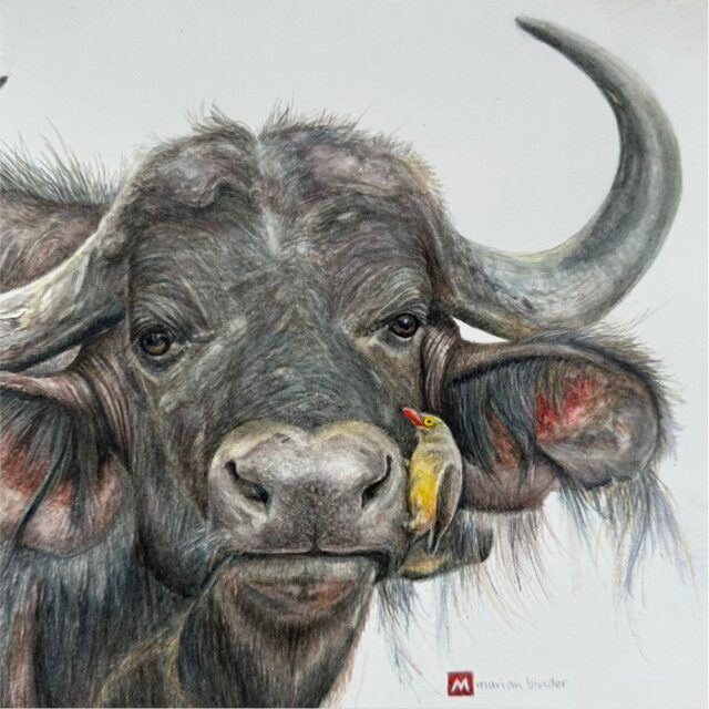 African Buffalo and Oxpecker - Art Greeting Card