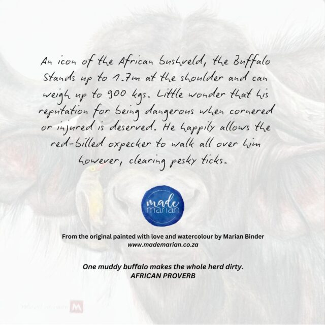 African Buffalo and Oxpecker - Art Greeting Card