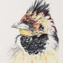 Crested Barbet - Art Greeting Card