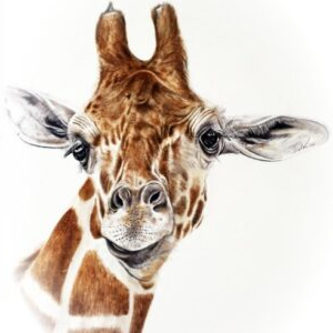 Giraffe - Art Greeting Card