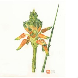 Aloe cooperi - Art Greeting Card