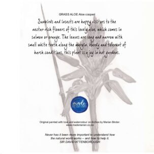 Aloe cooperi - Art Greeting Card