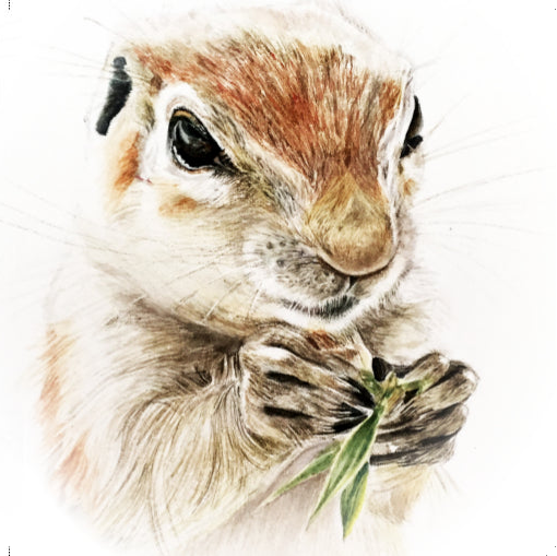African Ground Squirrel - Art Greeting Card