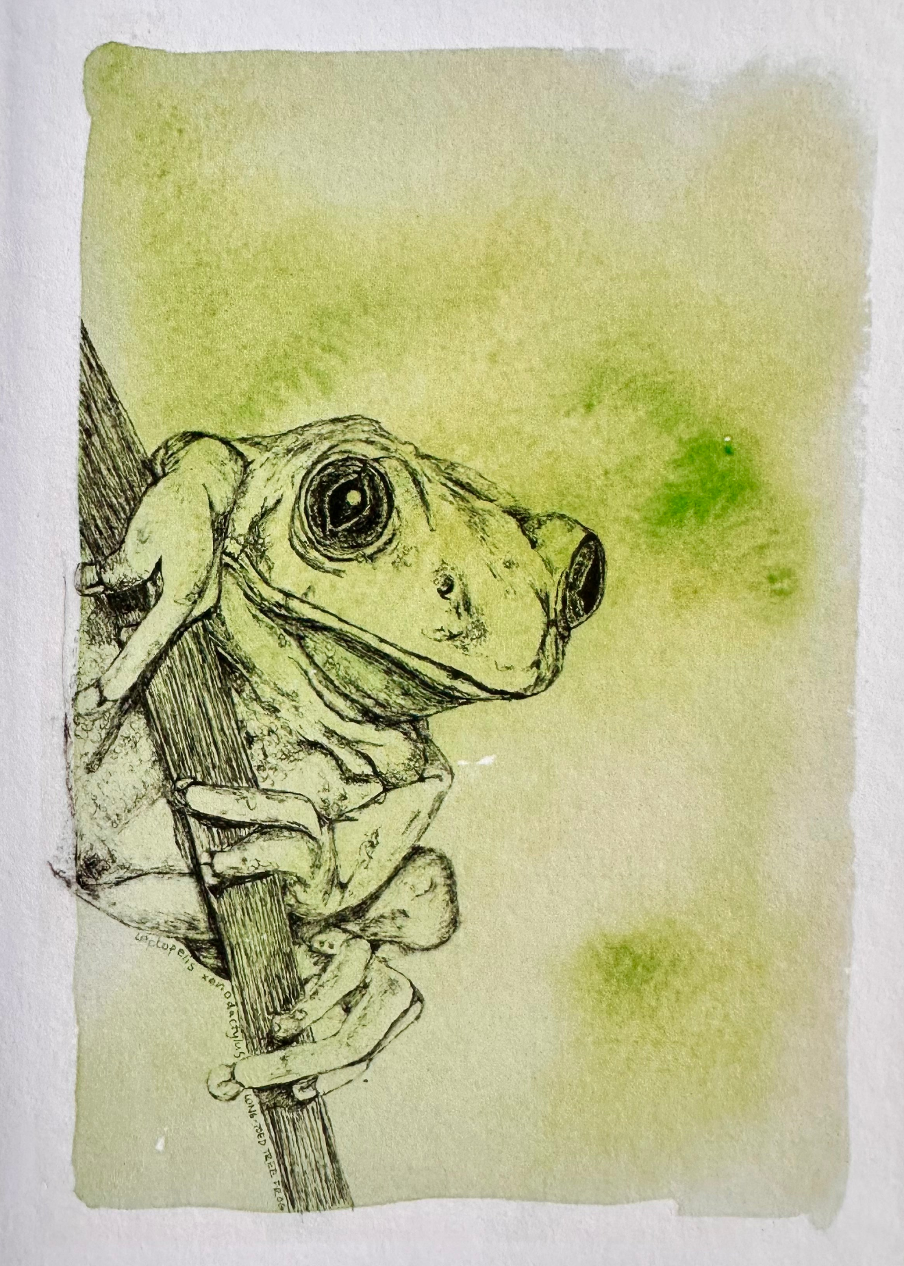 Tree Frog - Greeting Card
