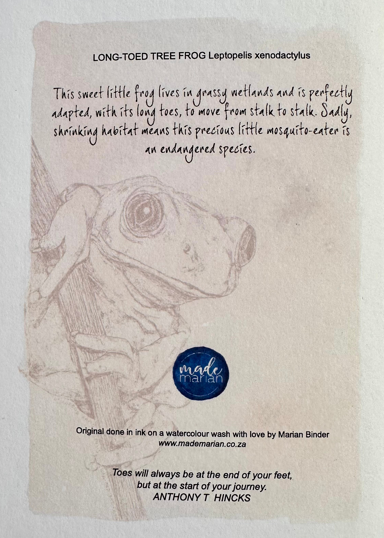 Tree Frog - Greeting Card