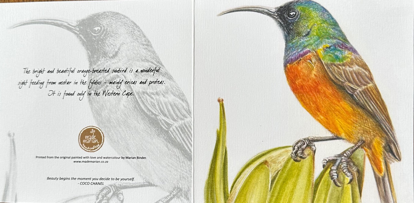 Orange Breasted Sunbird - Art Greeting Card
