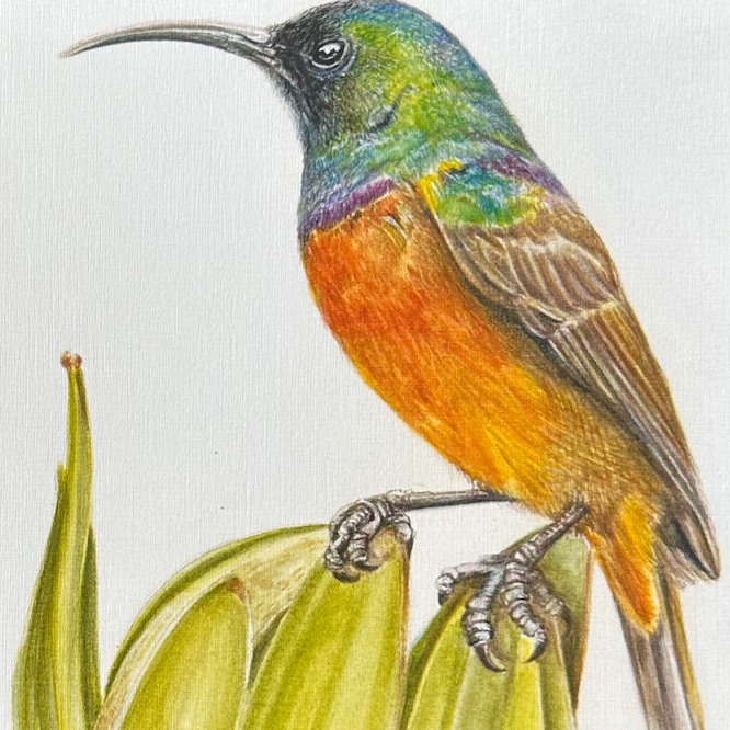 Orange Breasted Sunbird - Art Greeting Card