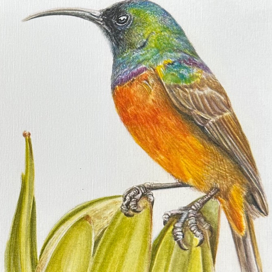 Orange Breasted Sunbird - Art Greeting Card