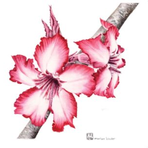 Impala Lily - Art Greeting Card