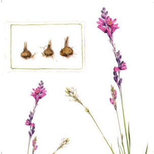 Ixia flexuosa - Art Greeting Card