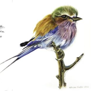 Lilac-breasted Roller - Art Greeting Card