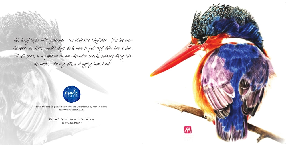 Malachite Kingfisher - Art Greeting Card