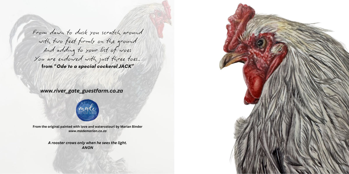 Ode to Jack the Cockerel - Art Greeting Card
