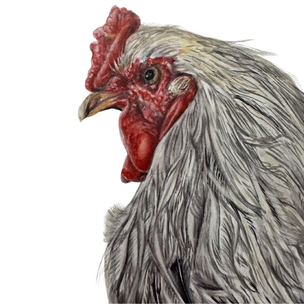 Ode to Jack the Cockerel - Art Greeting Card