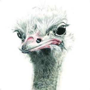 Head Out of the Sand (Ostrich) - Art Greeting Card