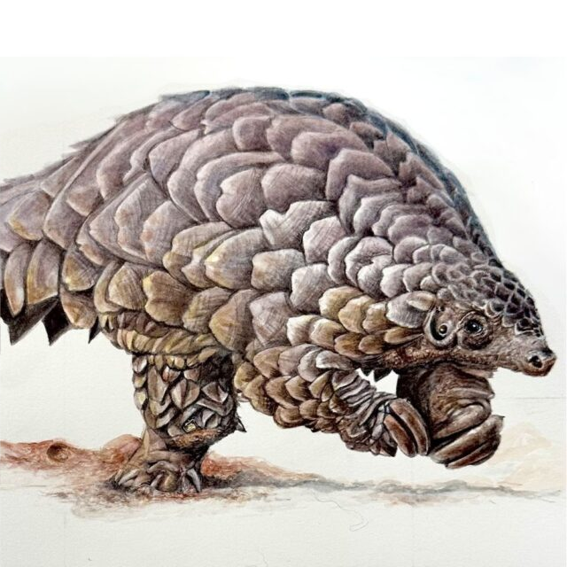 Pangolin on the move - Art Greeting Card