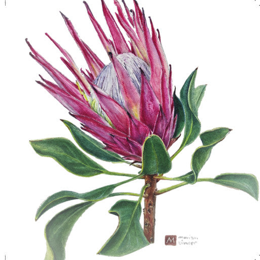 Protea cynaroides - Art Greeting Card