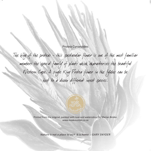 Protea cynaroides - Art Greeting Card