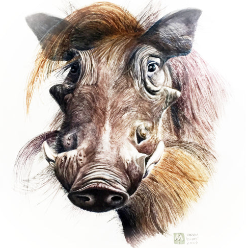 Warthog - Art Greeting Card