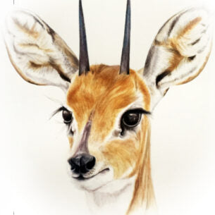 Steenbokkie - Art Greeting Card