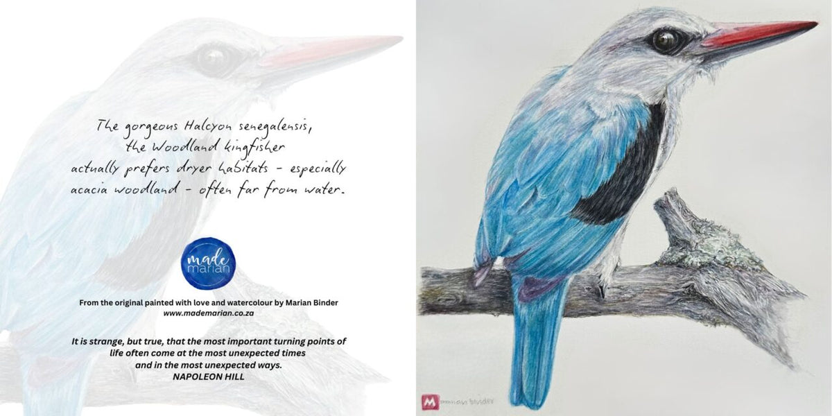 Woodland Kingfisher - Art Greeting Card
