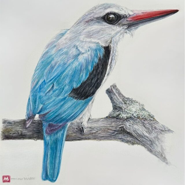 Woodland Kingfisher - Art Greeting Card