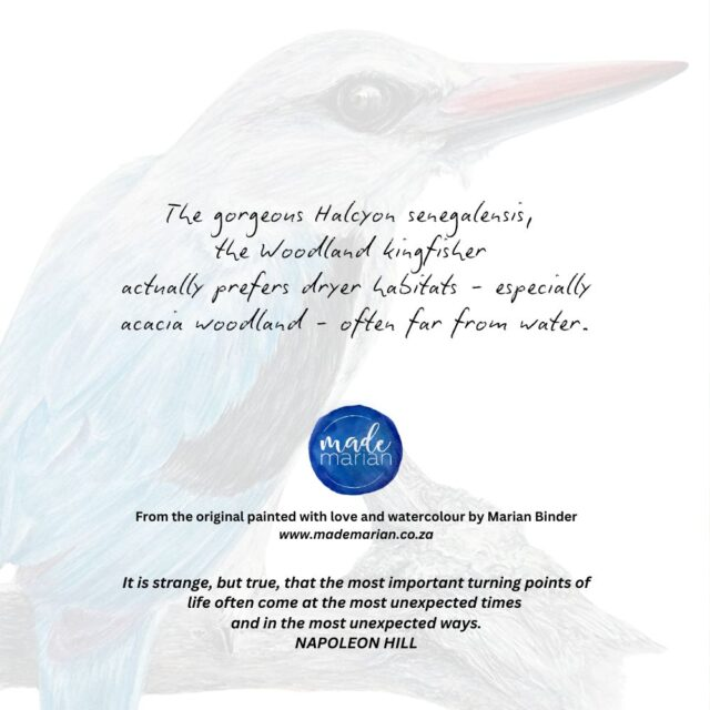 Woodland Kingfisher - Art Greeting Card