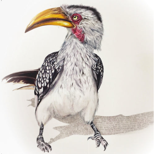 Yellow-billed Hornbill - Art Greeting Card