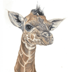 Baby Giraffe - Art Greeting Card
