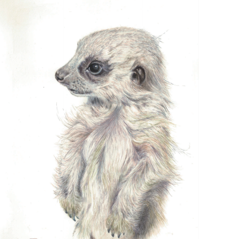 Baby Meerkat - Art Greeting Card