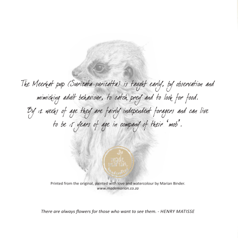 Baby Meerkat - Art Greeting Card